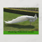White Peacock Postkarte (Vorderseite)