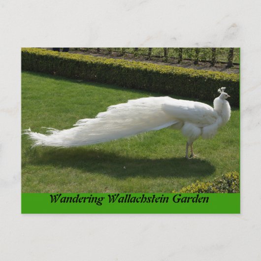 White Peacock Postkarte (Vorderseite)