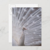 White Peacock Postkarte (Vorne/Hinten)