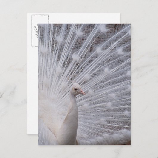 White Peacock Postkarte (Vorne/Hinten)