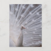 White Peacock Postkarte (Vorderseite)