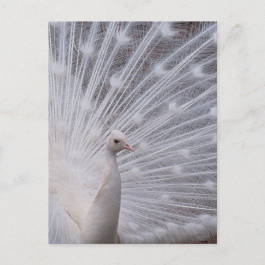 White Peacock Postkarte (Vorderseite)