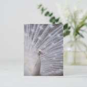 White Peacock Postkarte (Stehend Vorderseite)