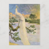 White Peacock Postkarte (Vorderseite)