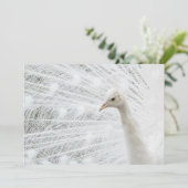White Peacock schöne Federn Einladung (Stehend Vorderseite)