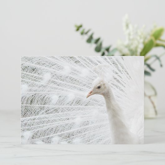 White Peacock schöne Federn Einladung (Stehend Vorderseite)