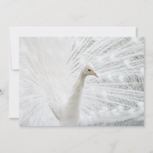 White Peacock schöne Federn Einladung (Rückseite)