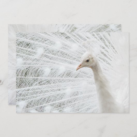 White Peacock schöne Federn Einladung (Vorne/Hinten)