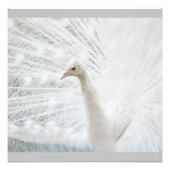 White Peacock schöne Federn Fotodruck (Vorne)