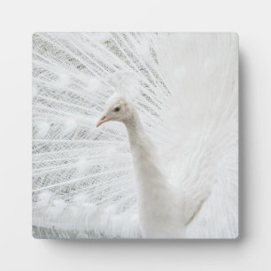 White Peacock schöne Federn Fotoplatte