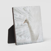 White Peacock schöne Federn Fotoplatte (Vorderseite)