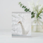 White Peacock schöne Federn Postkarte (Stehend Vorderseite)