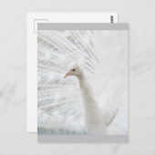 White Peacock schöne Federn Postkarte (Vorne/Hinten)
