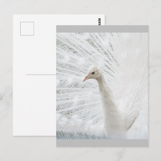 White Peacock schöne Federn Postkarte (Vorne/Hinten)