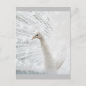White Peacock schöne Federn Postkarte (Vorderseite)