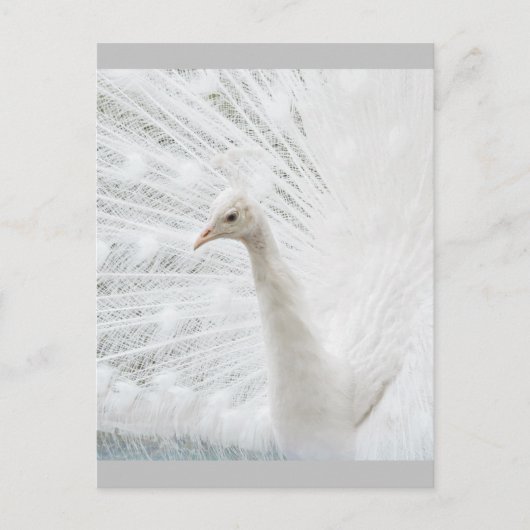 White Peacock schöne Federn Postkarte (Vorderseite)
