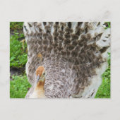 White Peahen Postcard Postkarte (Vorderseite)