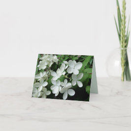 White Pee Gee Hydrangea Blume - Blankokarte Karte