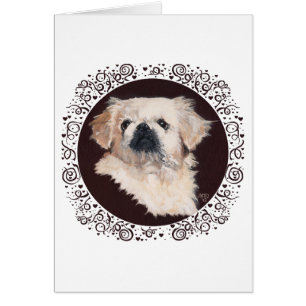 White Pekingese Kopfstudie