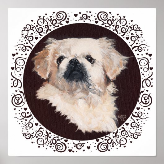White Pekingese Kopfstudie Poster (Vorne)