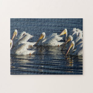 White Pelican Bird Wildlife Animal Swimmingpool Puzzle