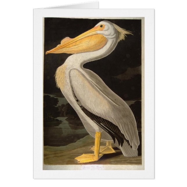 White Pelican, John James Audubon (Vorne)