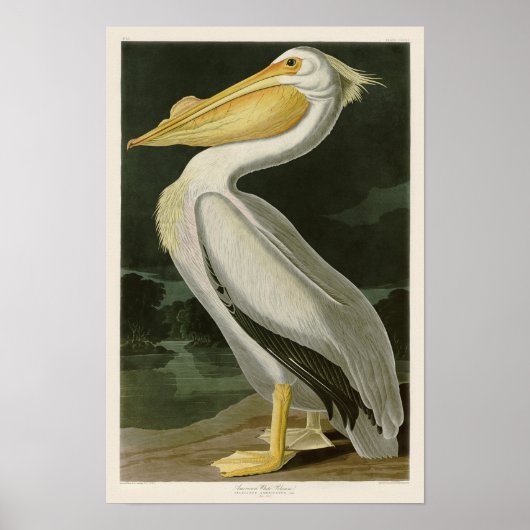 White Pelican John James Audubon Birds of America Poster (Vorne)