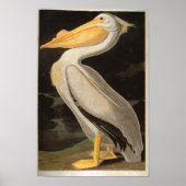 White Pelican, John James Audubon Poster (Vorne)