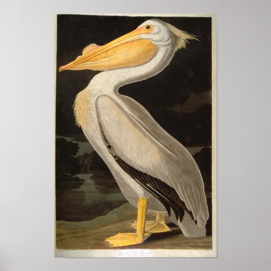 White Pelican, John James Audubon Poster (Vorne)