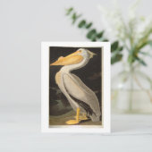 White Pelican, John James Audubon Postkarte (Stehend Vorderseite)