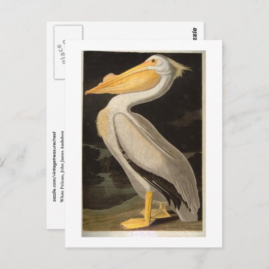 White Pelican, John James Audubon Postkarte (Vorne/Hinten)