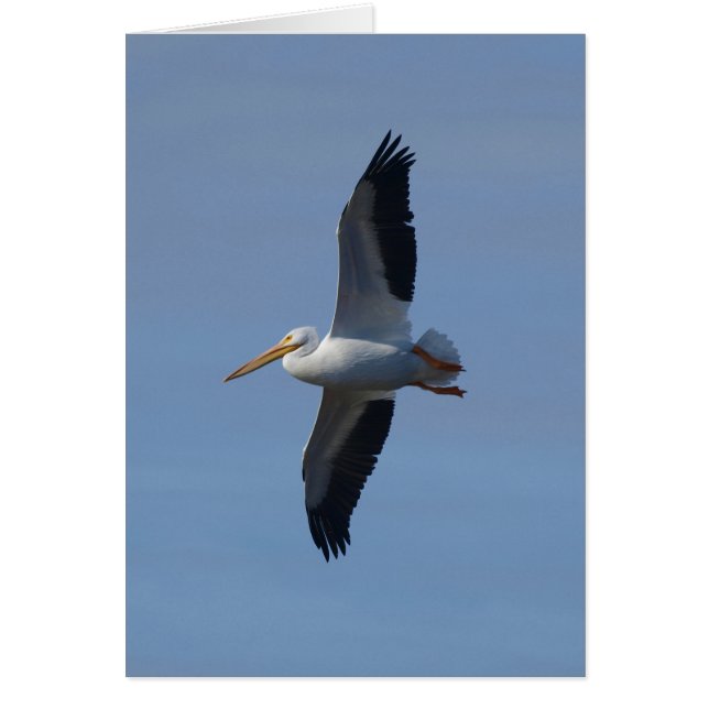 White Pelican nimmt Flug (Vorne)