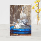 White Pelican Pool Karte (Gelbe Blume)