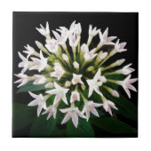 White Pentas Fliese (Vorderseite)