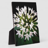 White Pentas Fotoplatte (Seite)