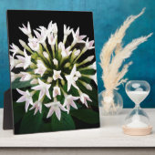 White Pentas Fotoplatte (Seite)