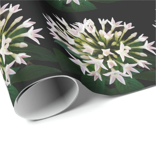 White Pentas Geschenkpapier (Rolleneckpunkt)