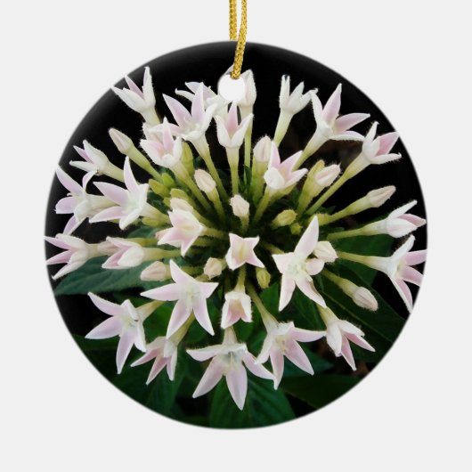 White Pentas Keramik Ornament (Vorne)