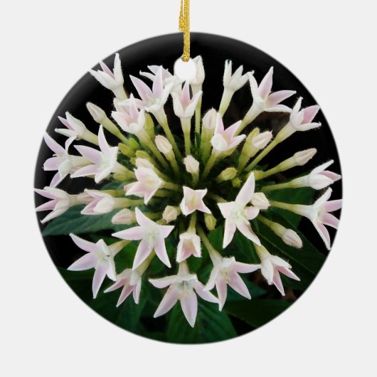 White Pentas Keramik Ornament (Hinten)