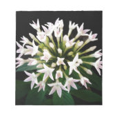 White Pentas Notizblock (Vorderseite)