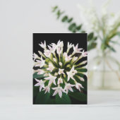 White Pentas Postkarte (Stehend Vorderseite)