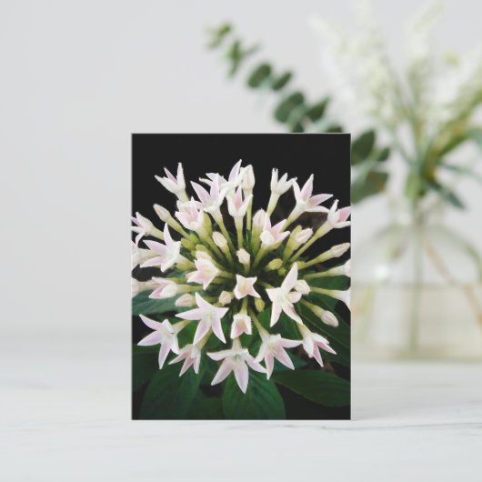 White Pentas Postkarte (Stehend Vorderseite)