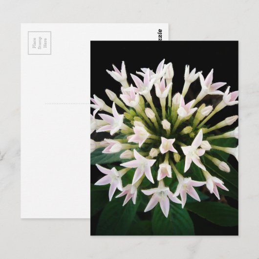 White Pentas Postkarte (Vorne/Hinten)