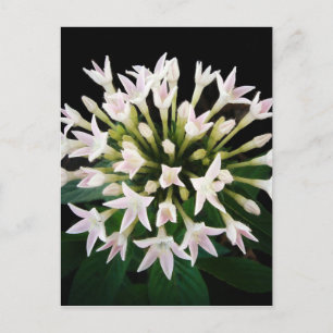 White Pentas Postkarte