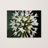 White Pentas Puzzle (Horizontal)