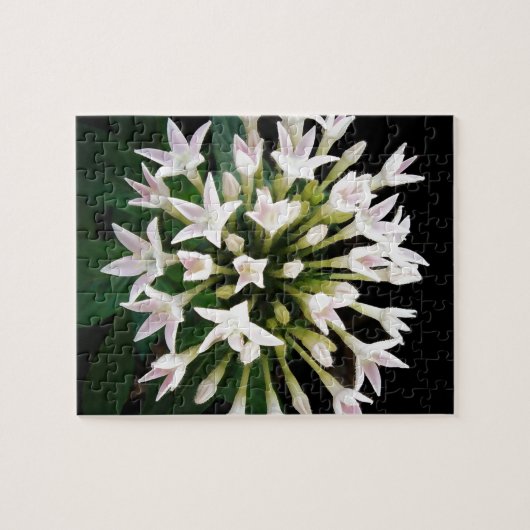 White Pentas Puzzle (Horizontal)