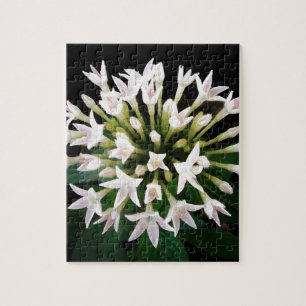 White Pentas Puzzle