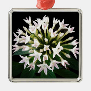 White Pentas Silbernes Ornament