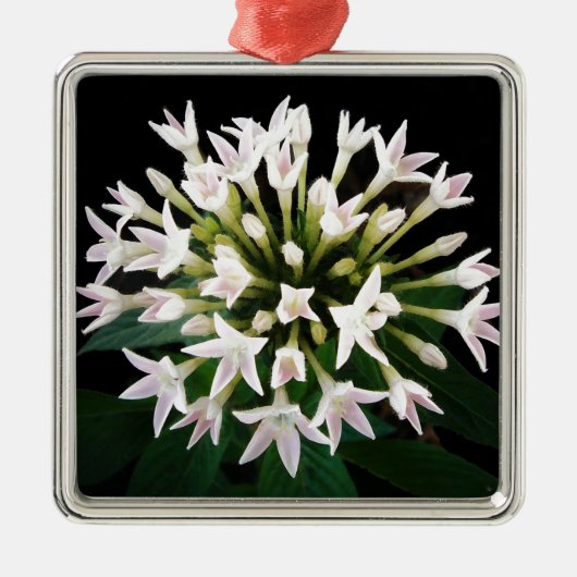 White Pentas Silbernes Ornament (Vorne)