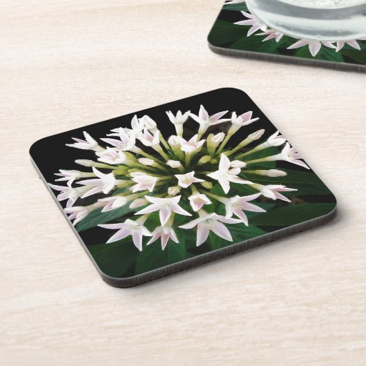 White Pentas Untersetzer (Linke Seite)